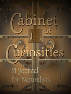 Cabinet of Curiosities image